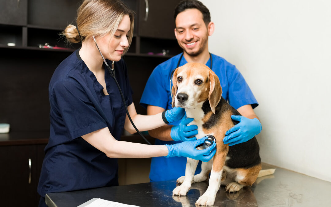 Target Veterinary Clinics To Get More Clients