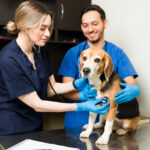Website design for Veterinary Clinic